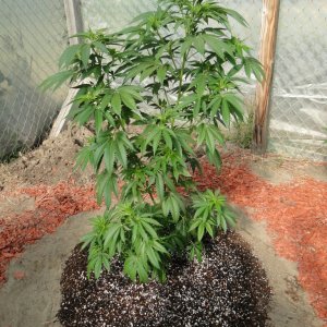 2016 Organic Greenhouse Grow-Transplant Day-6/14/16