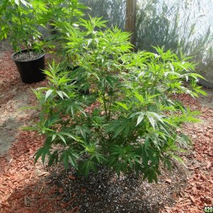 2016 Organic Greenhouse Grow-Transplant Day-6/14/16