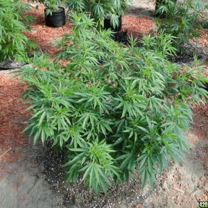 2016 Organic Greenhouse Grow-Transplant Day-6/14/16