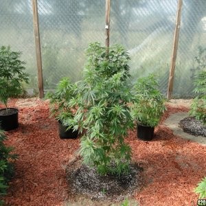 2016 Organic Greenhouse Grow-Transplant Day-6/14/16