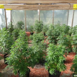 2016 Organic Greenhouse Grow-Transplant Day-6/14/16