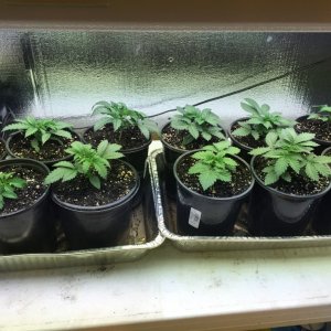 17 day old seedlings.