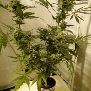 Multi-Strain Solo Cup Grow-Day 51 of Flowering-6/14/16