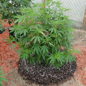 2016 Organic Greenhouse Grow-Transplant Day-6/17/16