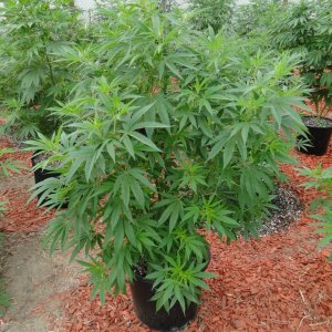 2016 Organic Greenhouse Grow-6/17/16