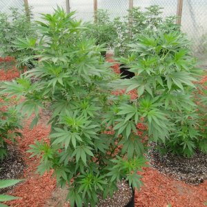 2016 Organic Greenhouse Grow-6/17/16