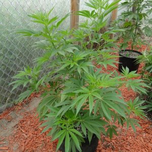 2016 Organic Greenhouse Grow-6/17/16