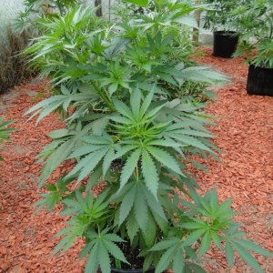 2016 Organic Greenhouse Grow-6/17/16