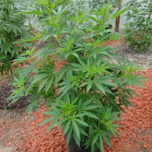 2016 Organic Greenhouse Grow-6/17/16