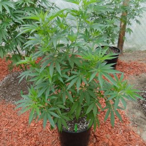 2016 Organic Greenhouse Grow-6/17/16