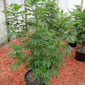 2016 Organic Greenhouse Grow-6/17/16