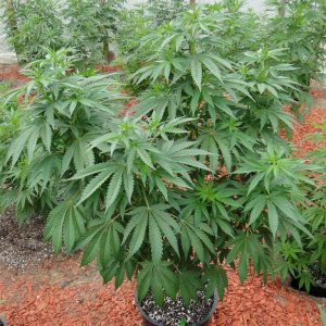 2016 Organic Greenhouse Grow-6/17/16