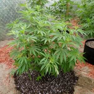 2016 Organic Greenhouse Grow-Transplant Day-6/17/16