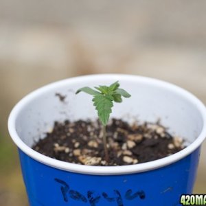 papaya01