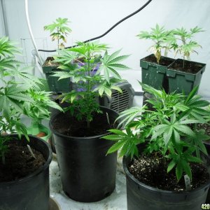 Grow Room