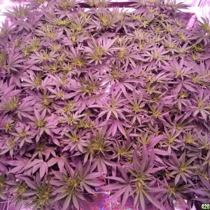 group shot 6 days in flower