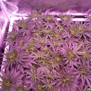 lemon skunk1 6 days in flower