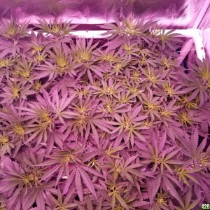 lemon skunk 2 6 days in flower