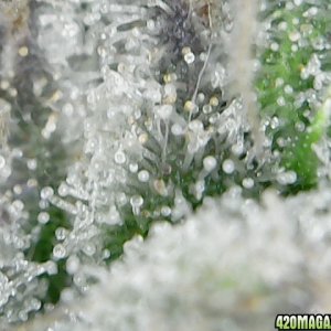 thc bomb trichomes