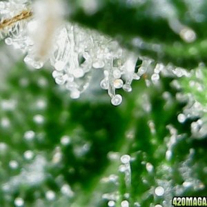 thc bomb trichomes