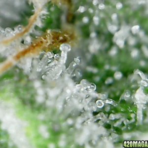 thc bomb trichomes