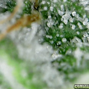 thc bomb trichomes