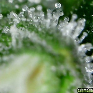 thc bomb trichomes