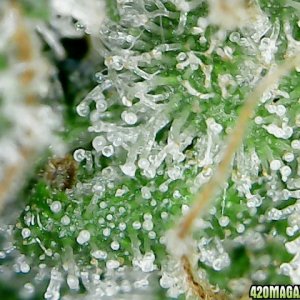 thc bomb trichomes