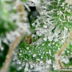 thc bomb trichomes