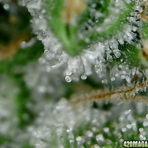 thc bomb trichomes