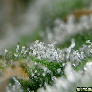 thc bomb trichomes