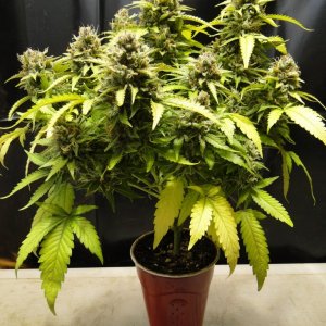 Organic Jilly Bean Solo Cup Plant