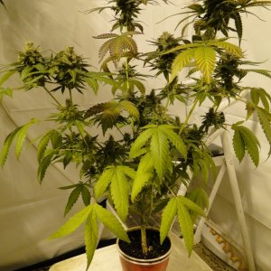 Organic Multi-Strain Solo Cup Grow-Day 57 of Flowering-6/20/16