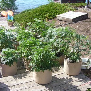 h00ks hillbilly grow 2016