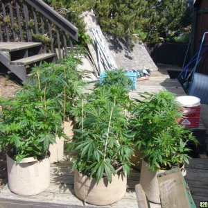 h00ks hillbilly grow 2016