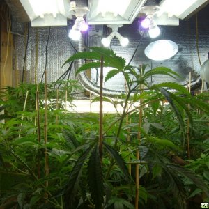 h00ks hillbilly grow 2016