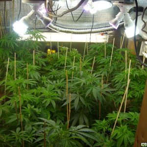 h00ks hillbilly grow 2016