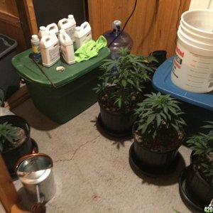 5th Time Grow 4x4 Fusion Hut