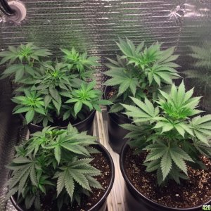 5th Time Grow 4x4 Fusion Hut