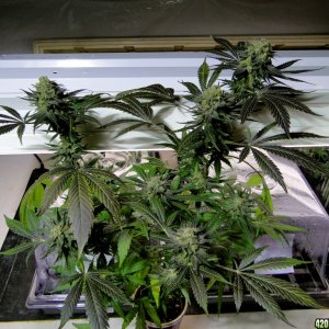 Organic G.D.P. x Bubba Kush Solo Cup Grow-Harvest Day-6/21/16