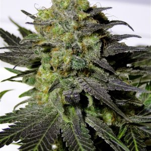 Organic G.D.P. x Bubba Kush Solo Cup Grow-Harvest Day-6/21/16