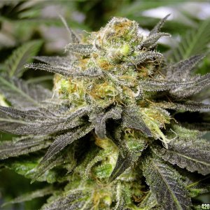 Organic G.D.P. x Bubba Kush Solo Cup Grow-Harvest Day-6/21/16