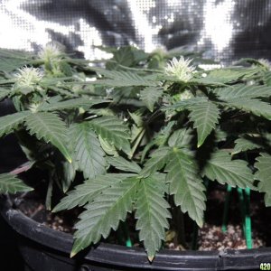 Mig-29 Auto Seeds