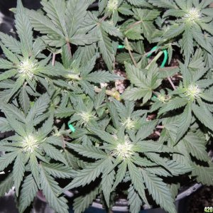 Mig-29 Auto Seeds