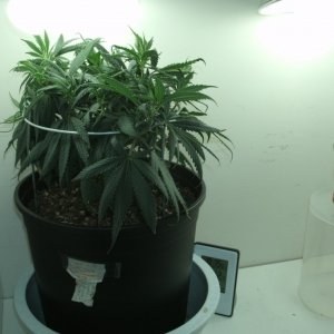 Clone update