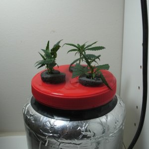 Clone update