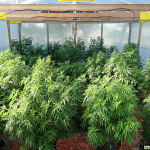 2016 Organic Greenhouse Grow-6/23/16