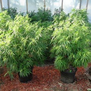 2016 Organic Greenhouse Grow-6/23/16