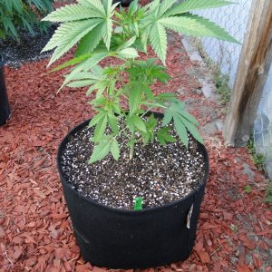 2016 Organic Greenhouse Grow-6/23/16