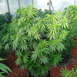 2016 Organic Greenhouse Grow-6/23/16